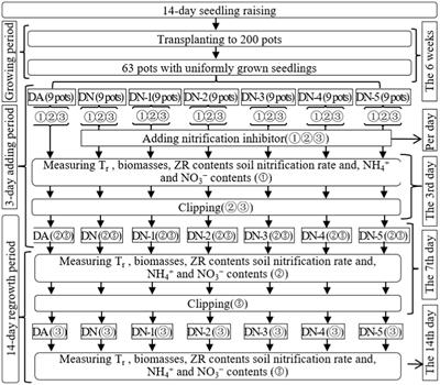 Unveiling the dual role of heterotrophic ammonia-oxidizing bacteria: enhancing plant regrowth through modulating cytokinin delivery